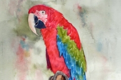 Scarlet Macaw