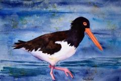 American Oystercatcher