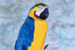 Blue & Yellow Macaw