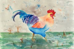 Cockerel