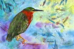 Little Green Heron