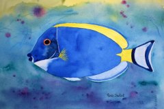 Blue Tang