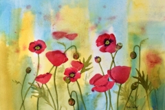 Poppies Galore